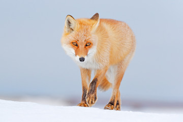 Wall Mural - red fox in white snow. cold winter with orange fur fox. hunting animal in the snowy meadow, japan. b
