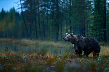 Bear hidden in yellow forest. Autumn trees with bear. Beautiful brown bear walking around lake with fall colours. Dangerous animal in nature wood, meadow habitat. Wildlife habitat from Finland.