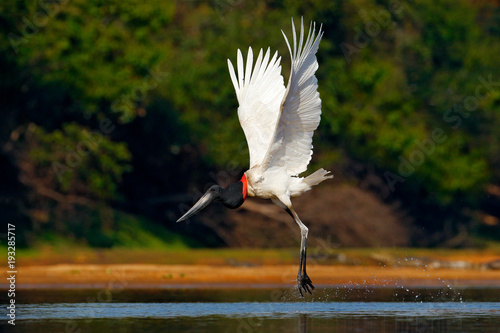 Fotografía Flying white bird in tropic forest
