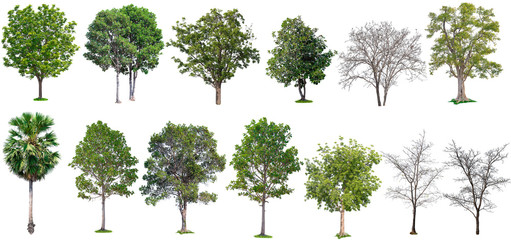 Aufkleber - big coolection tree isolated on white background