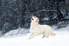 Dog Outdoors In Winter