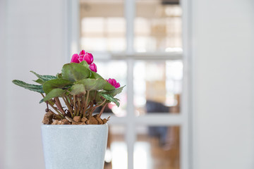 Wall Mural - beautiful pink flower with green leaves in a white ceramic pot with a white door background.