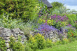 Vibrant pink, blue, yellow flowers in full bloom growing wildly over stone wall in a cottage garden, Cotswolds, UK, on a summer sunny day .Beauty of wild floral display.