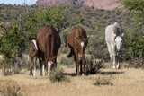 Fototapeta Konie - Wild Horses Lower  Salt River Tonto National Forest Mesa Arizona