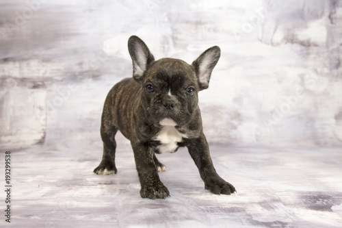 French Bulldog with gray marbled background - Buy this stock photo and