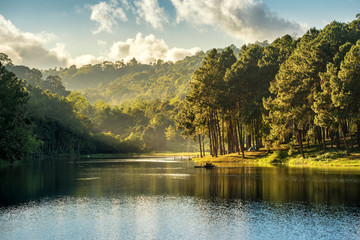 Wall Mural - beautiful landscape view of pine forest and lake view