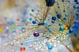 Fototapeta Dmuchawce - colorful drops