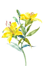 Flowering Lily. A Branch Of A Yellow Lily With Buds. Watercolor Background.