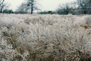 Wall Mural - Icy frost covered grass in field landscape during winter.