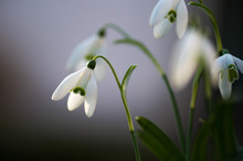 First Little Snowdrops In The Garden. Close Up. 