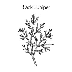 Wall Mural - Black juniper Juniperus indica , evergreen medicinal plant.