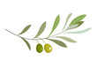 Olive oil label or logo for farm store or market. Olive branch with leaves and olives. Retro emblem organic olive oil vector illustration isolated on white background.