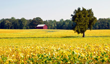 A Red Barn In A Sea Of Golden Soy Bean Field With A Lone Oak Tree.