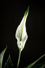 Poster - White Spathiphyllum flower on a black background.