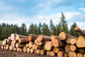 log stacks along the forest road