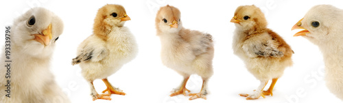 Fotomural Collection cute furry chicks isolated on white