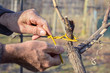 tying vines using ancient method