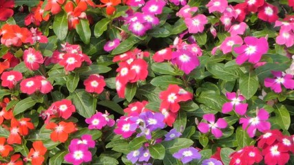 Wall Mural - Panning of Catharanthus roseus flower in flower field. nature backgrounds.