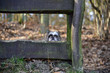 Dog behind a wooden fence.