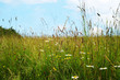 Wild Flowers Among Long Grasses in Summer