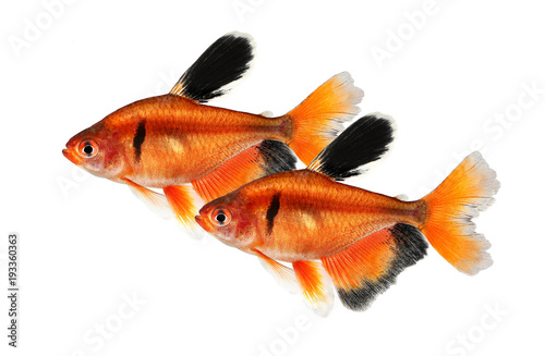 Fényképezés Long Finned Serpae Tetra Barb Hyphessobrycon eques aquarium fish