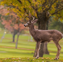 Deer On A Golf Course On An Autumn Day