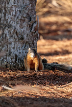 Eastern Fox Squirrel Sciurus Niger R