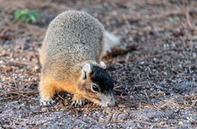 Eastern Fox Squirrel Sciurus Niger R