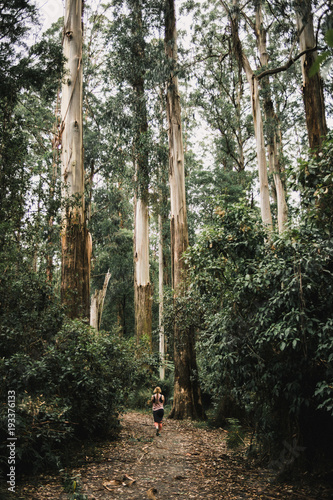 Zdjęcie XXL Australijski las deszczowy