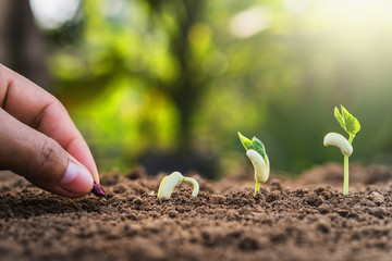 hand planting seeding growing step in garden with sunshine