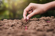 agriculture hand planting seeds red beans in soil