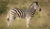 Fototapeta Konie - Zebra and its Stripes