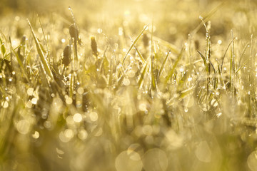 Wall Mural -  blur background grass on  meadow