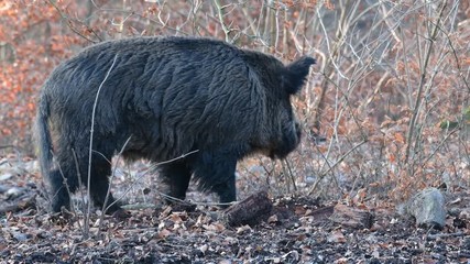 Sticker - Wildschwein Keiler im Wald, Schwarzwild, Januar, (Sus scrofa)
