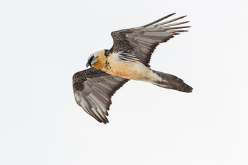 detailed portrait flying adult bearded vulture (gypaetus barbatus)