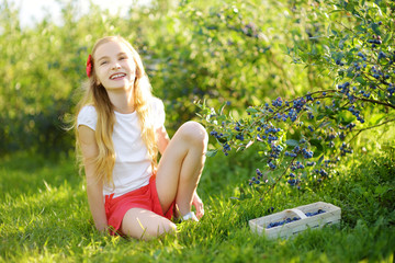 Wall Mural - Cute little girl picking fresh berries on organic blueberry farm on warm and sunny summer day. Fresh healthy organic food for kids.