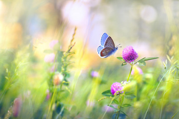Poster - wild flowers of clover and butterfly in a meadow in nature in the rays of sunlight in summer in the 