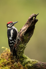 Wall Mural - greater spotted woodpecker pecking on a tree stump with green background