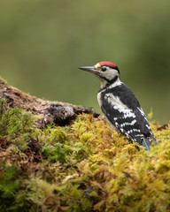 Wall Mural - greater spotted woodpecker perched on forest floor