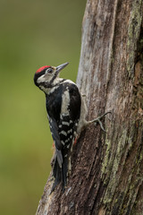 Wall Mural - greater spotted woodpecker pecking on a tree with green background