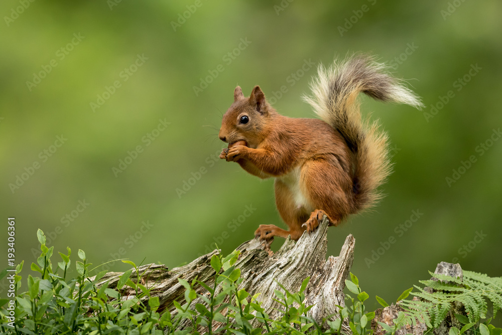 Red squirrel perched on a tree stump eating a hazelnut with a green bcakground. - obrazy, fototapety, plakaty 