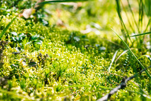 Green Moss On Stone In A Summer Forest
