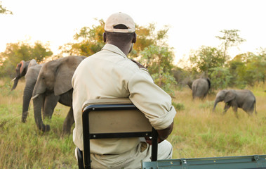 conservation tracker guide sitting on the front of a safari vehicle looking at african elephants in 