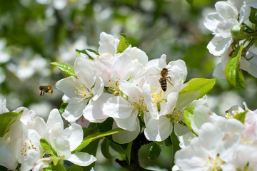 Wall Mural - Blooming apple tree in spring time