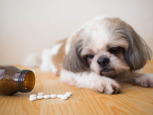 Sick Dog - White Medicine Pills Spilling Out Of Bottle On Wooden Floor With Blurred Cute Shih Tzu Dog Background. Pet Health Care, Veterinary Drugs And Treatments Concept. Selective Focus.
