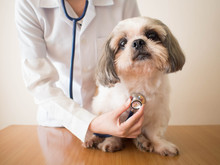 Young Female Veterinarian Doctor Examining Shih Tzu Dog With Stethoscope On The Table In Veterinary Clinic. Pet Health Care And Medical Concept. Close Up.