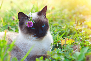 Wall Mural - Beautiful Siamese Purebred Cat with Blue Eyes playing in the Green Grass in Summer - Pets Care Concept