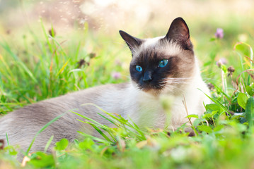Wall Mural - Beautiful Siamese Purebred Cat with Blue Eyes playing in the Green Grass in Summer - Pets Care Concept