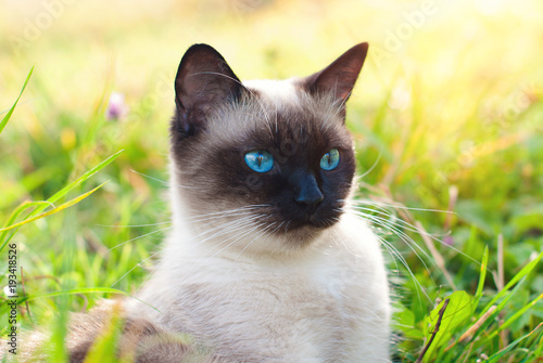 Fotografía Beautiful Siamese Purebred Cat with Blue Eyes playing in the Green Grass in Summ