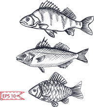 Vector Illustration Sketch - Fish. Hand Drawn Sketsh Card Menu Seafood Restaurant.